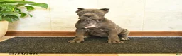 Cane Corso dogs for sale: Yancy - Ad 1