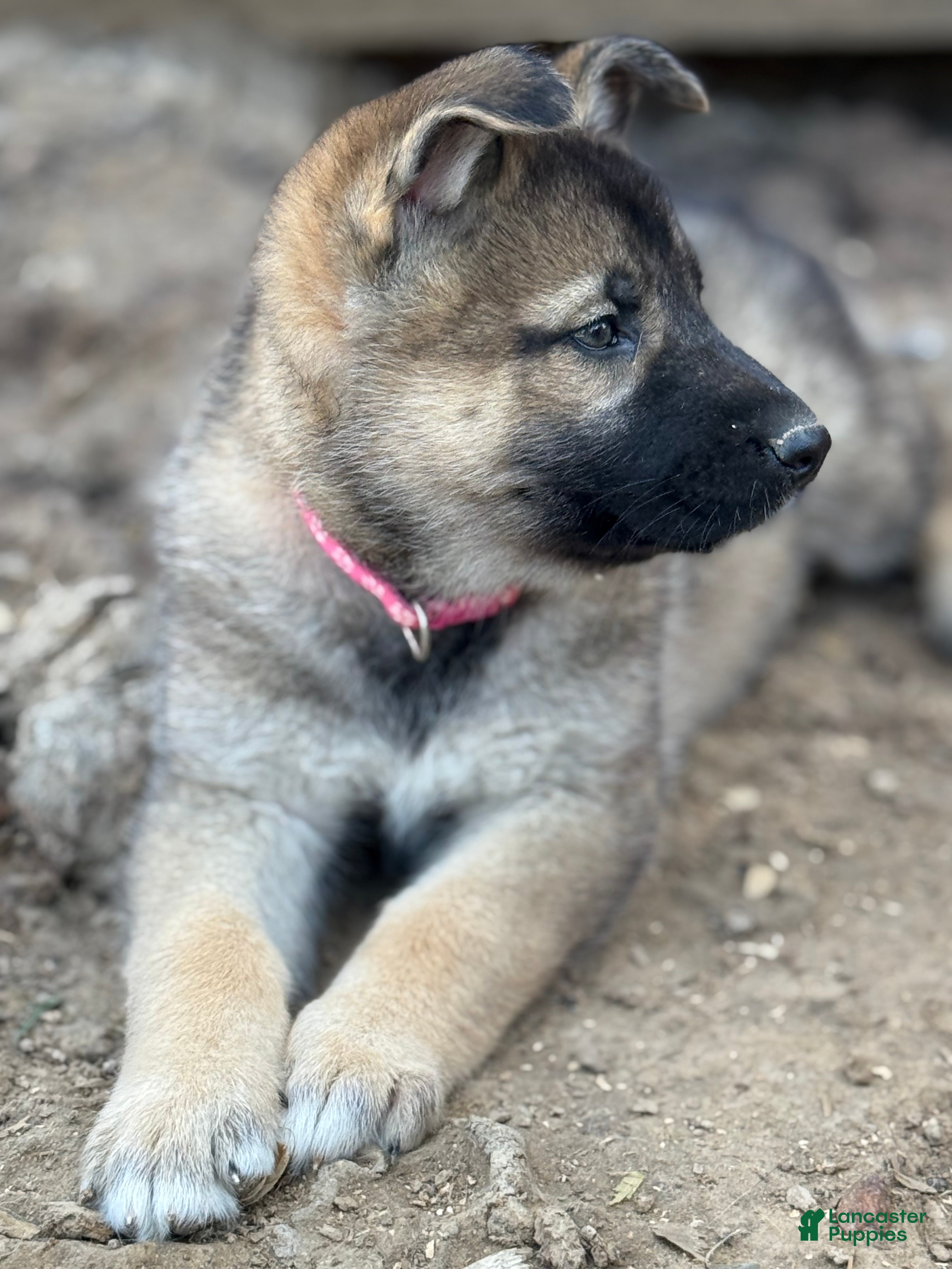 Gerberian Shepsky dogs Pink - Ad 5