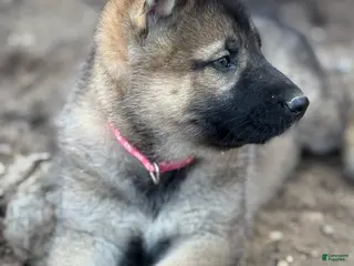 Gerberian Shepsky dogs Pink - Ad 5