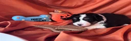Miniature Australian Shepherd dogs for sale: Neagley - Ad 4