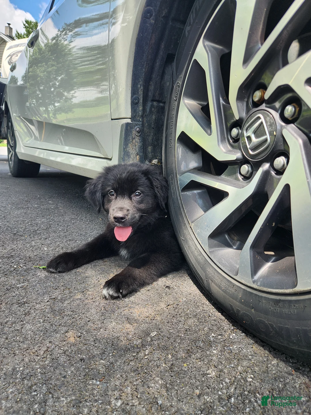 Mixed Breed dogs for sale: Bear  - Ad 3