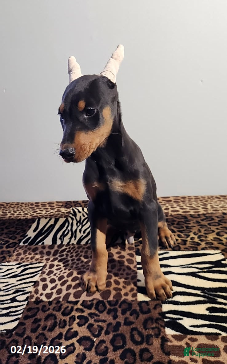 Doberman Pinscher dogs Rolex - Ad 2