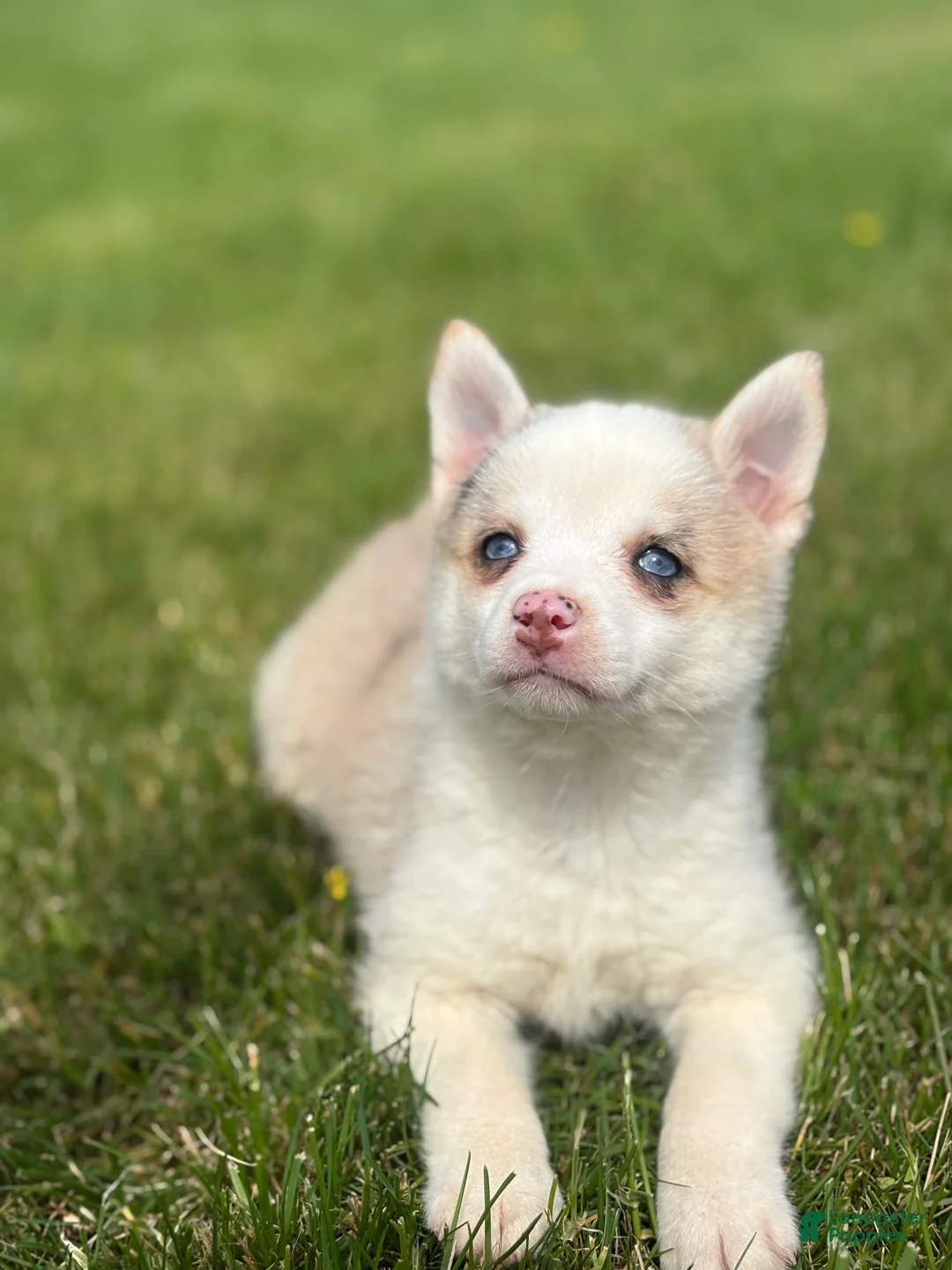 Pomsky dogs for sale: Susie - Ad 1