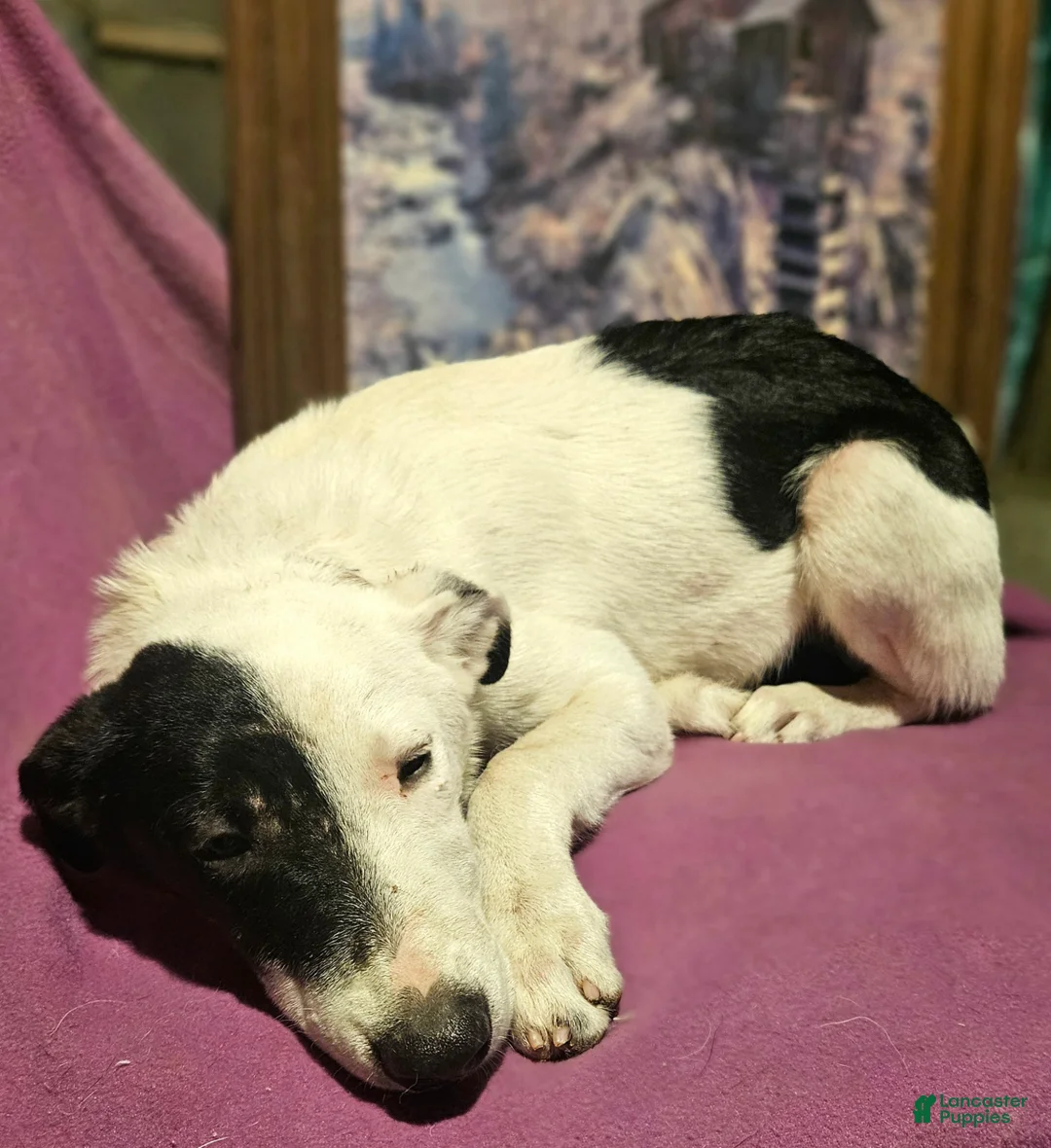 Border Collie dogs for sale: Hondo - Ad 23
