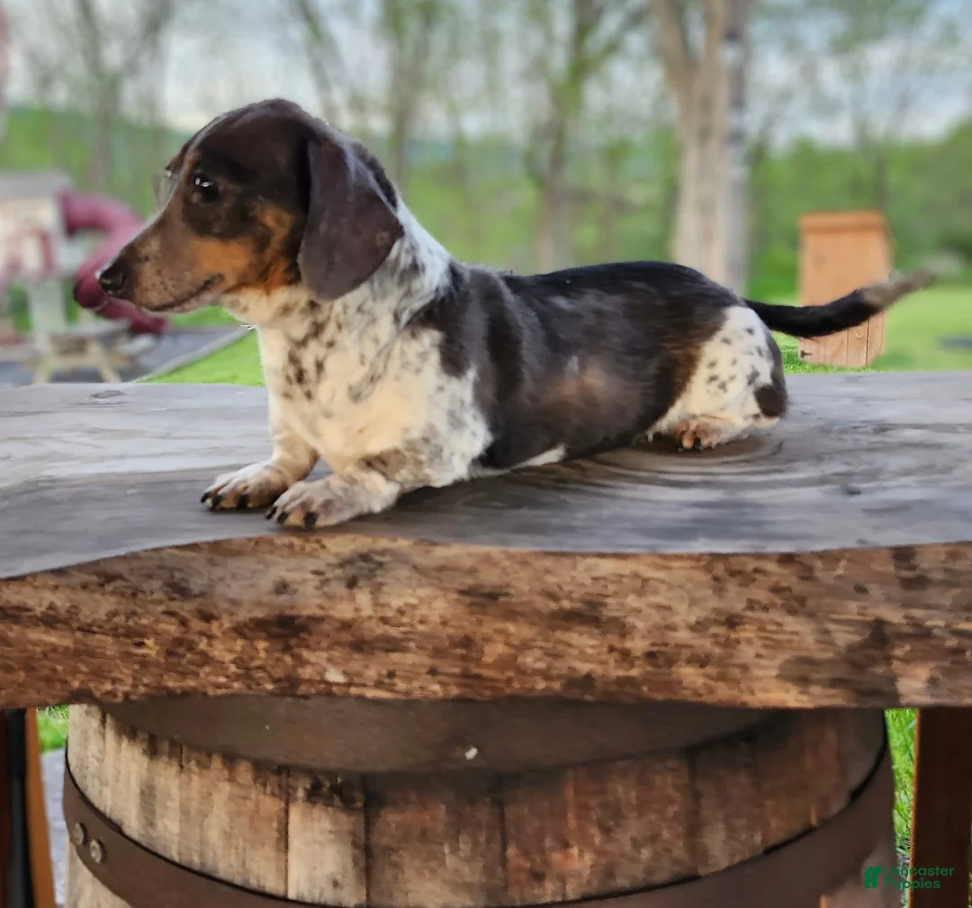 Miniature Dachshund dogs for sale: Willow - Ad 5