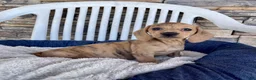 Miniature Dachshund dogs for sale: Flora - Ad 8