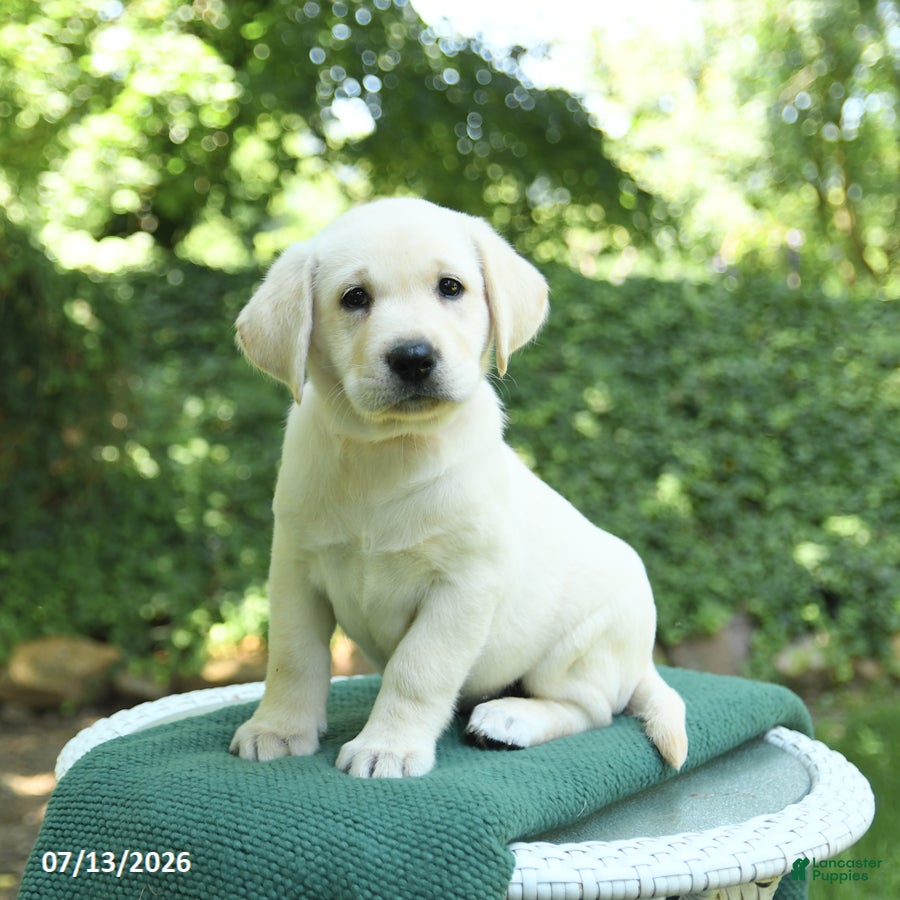 Labrador Retriever dogs Twila - Ad 1