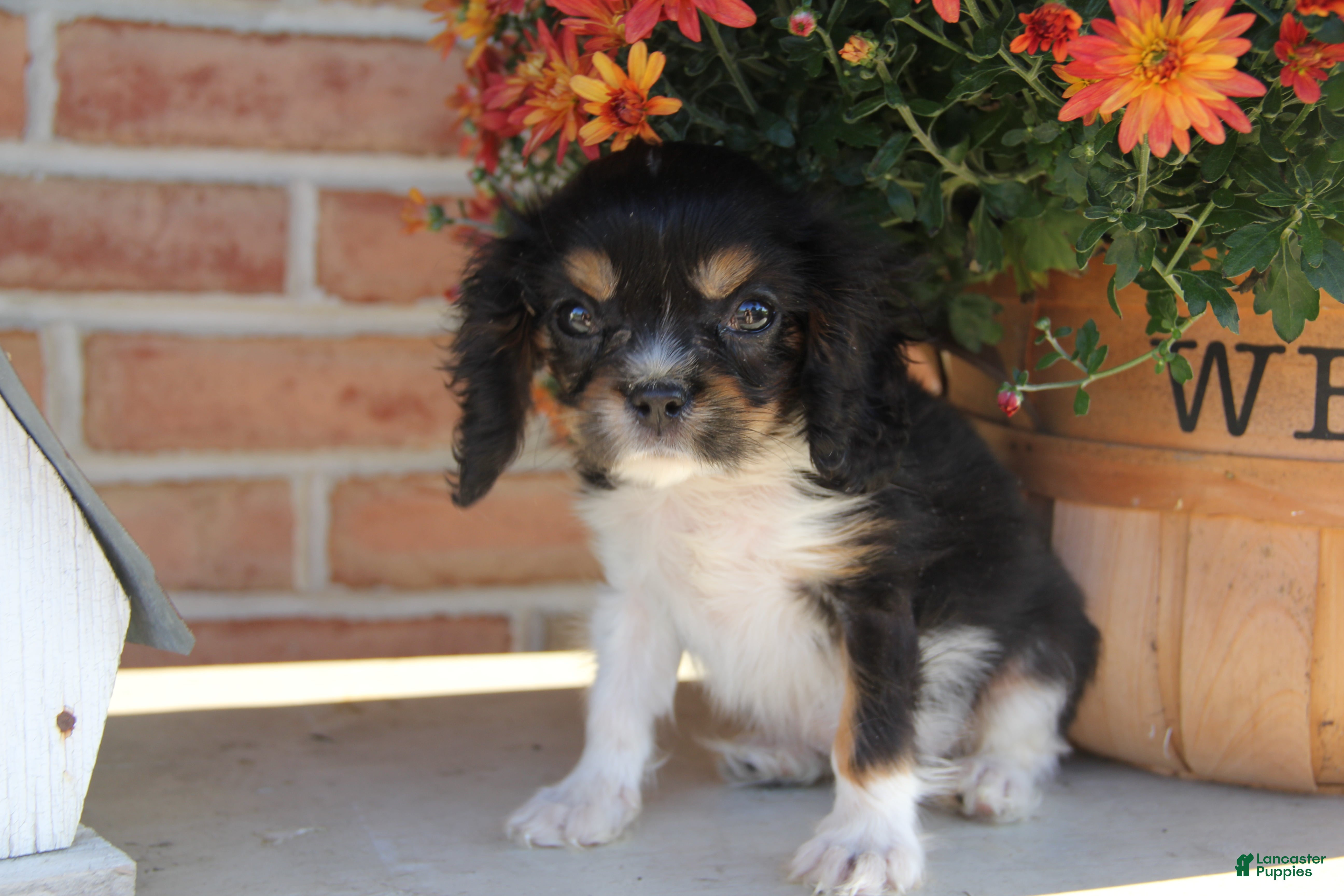Cavalier King Charles Spaniel dogs Oreo - Ad 1