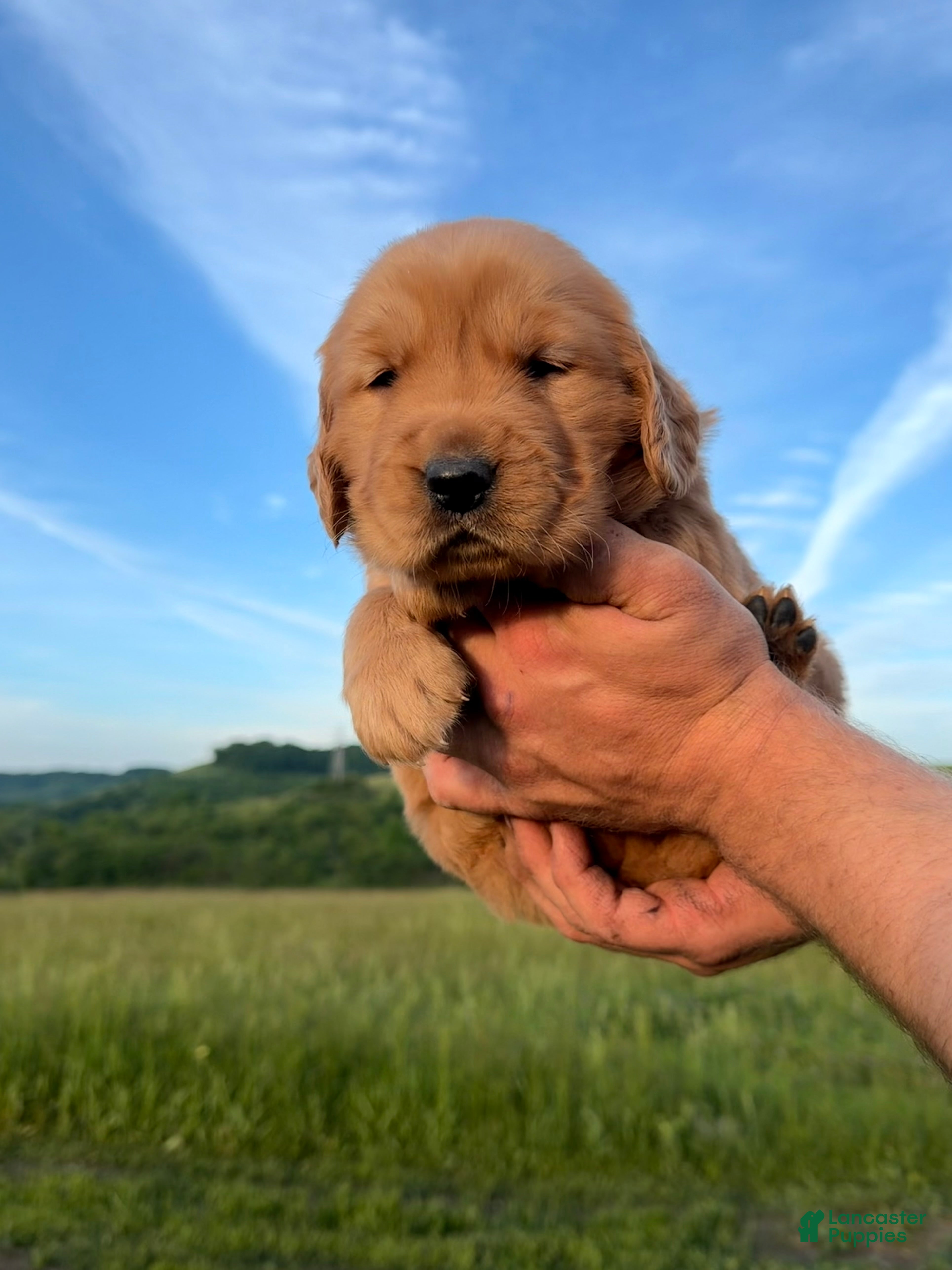 Golden Retriever dogs Honey - Ad 1