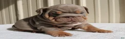 English Bulldog dogs for sale: Becca - Ad 10