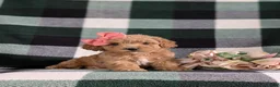 Bichpoo dogs for sale: Roxanna 9 lbs Full Grown - Ad 3