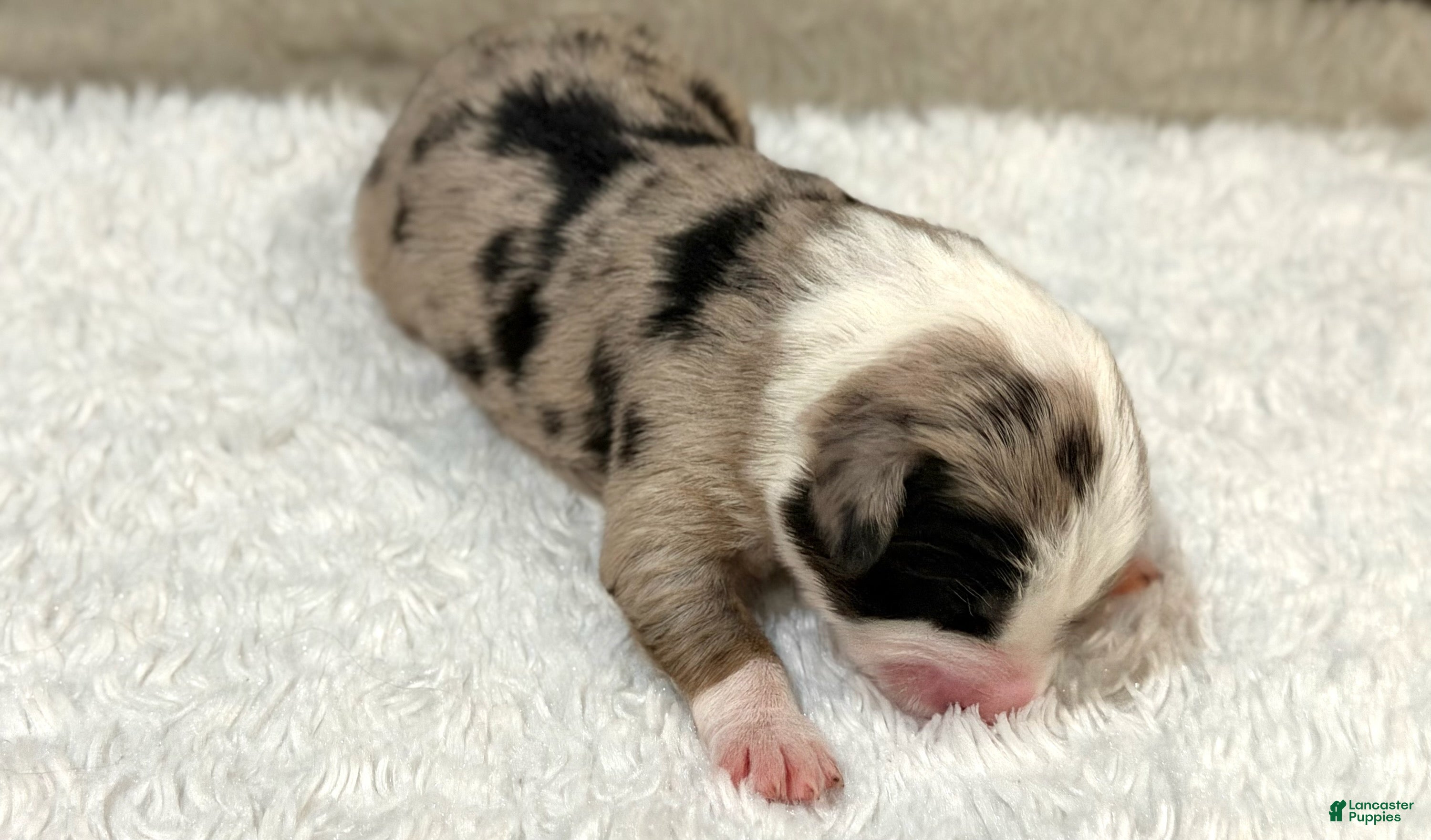 Miniature Australian Shepherd dogs for sale: Lewis *Reserved* - Ad 1