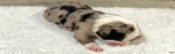 Miniature Australian Shepherd dogs for sale: Lewis *Reserved* - Ad 1