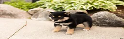 Shiba Inu dogs for sale: Milo  - Ad 4