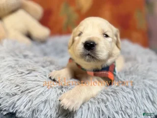 Golden Retriever dogs - Ad 6