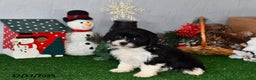 Cavachon dogs for sale: Rolo - Ad 2