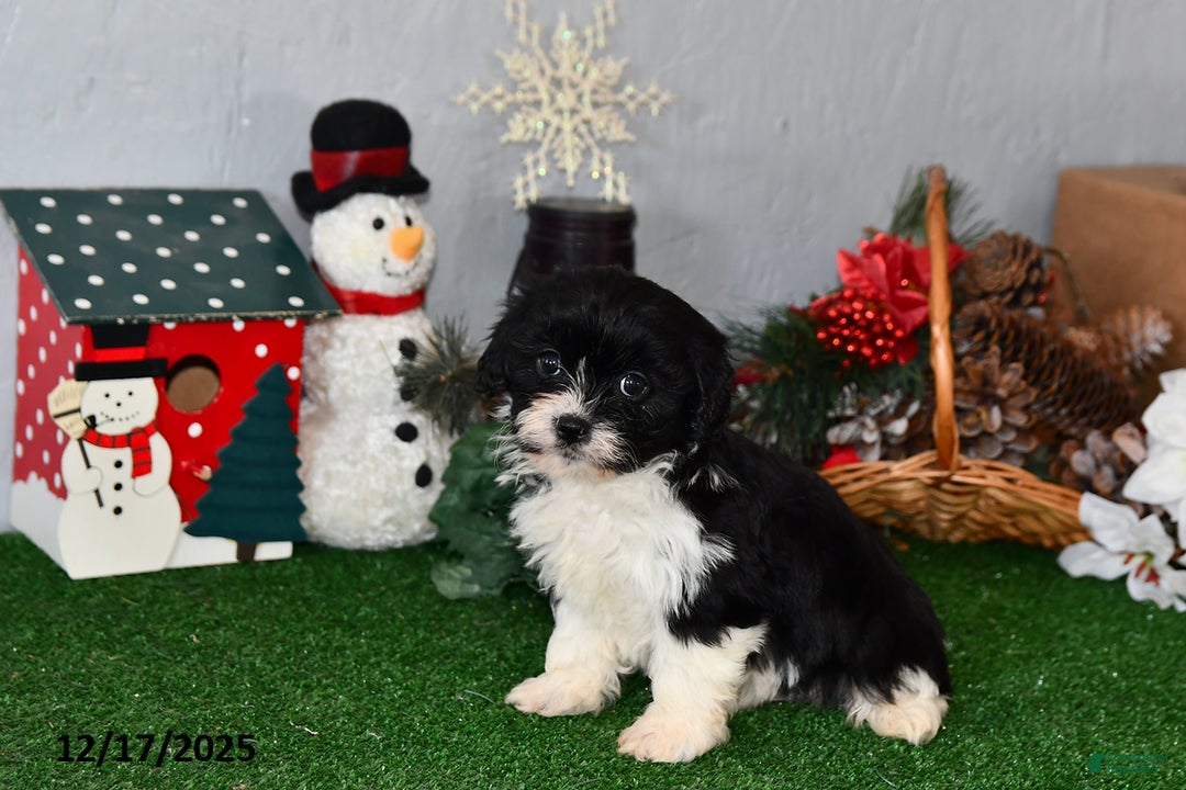 Cavachon dogs for sale: Rolo - Ad 2