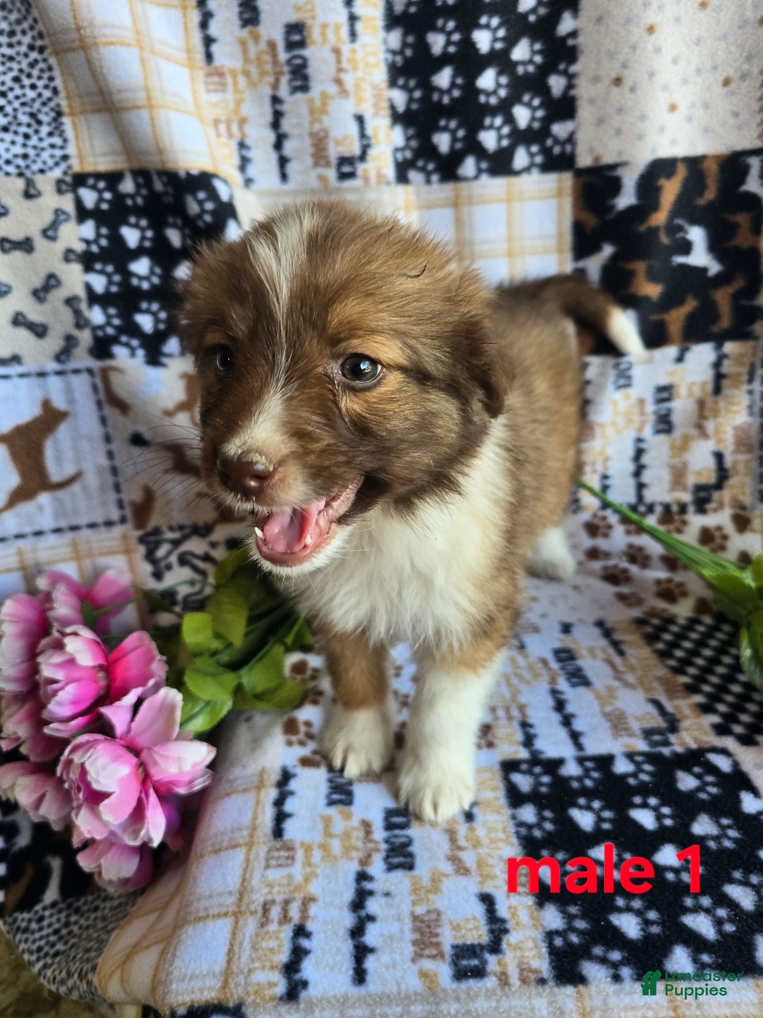 Mixed Breed dogs for sale: Mixed Breed 1 - Ad 4