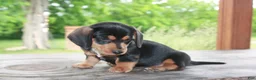 Miniature Dachshund dogs for sale: Forest - Ad 3