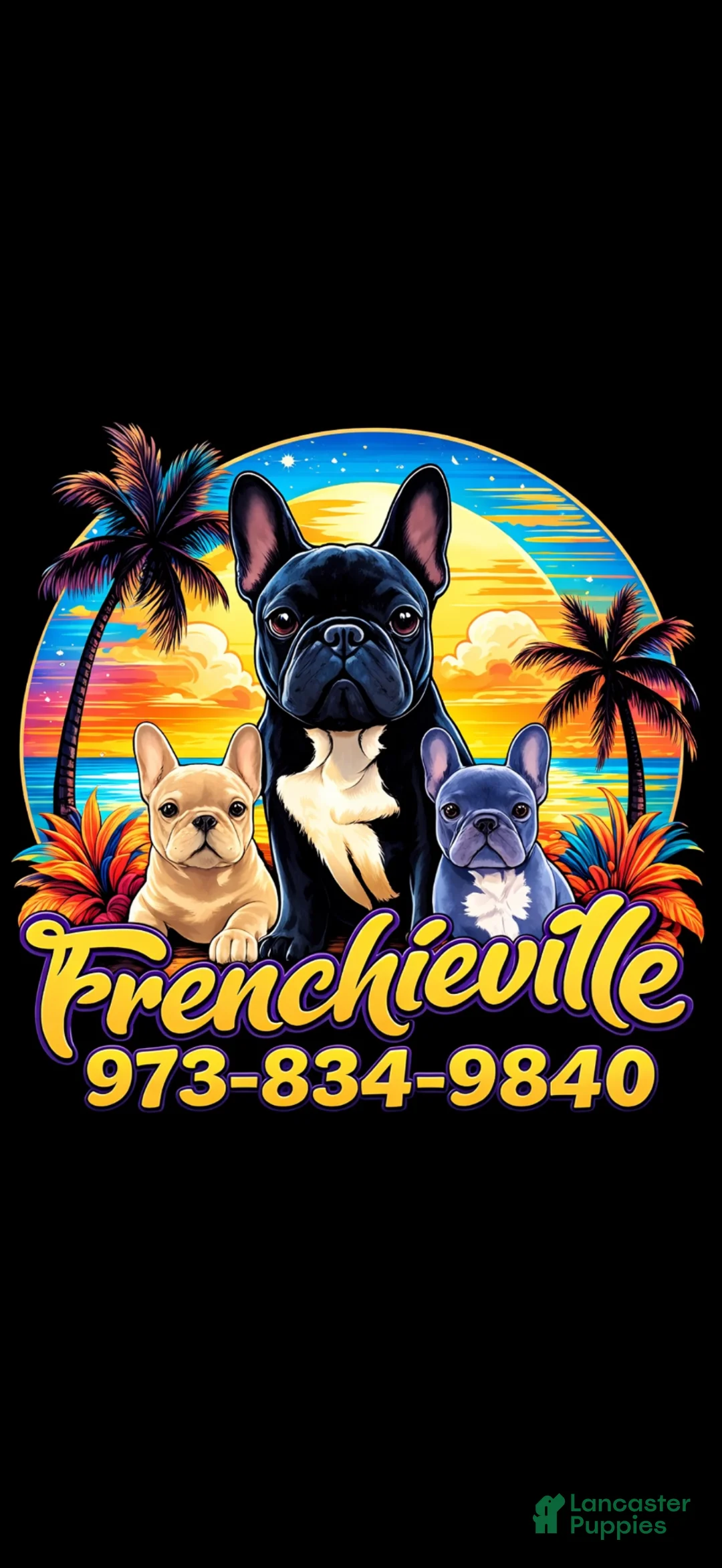 French Bulldog dogs for stud: Stud available!!  - Ad 2