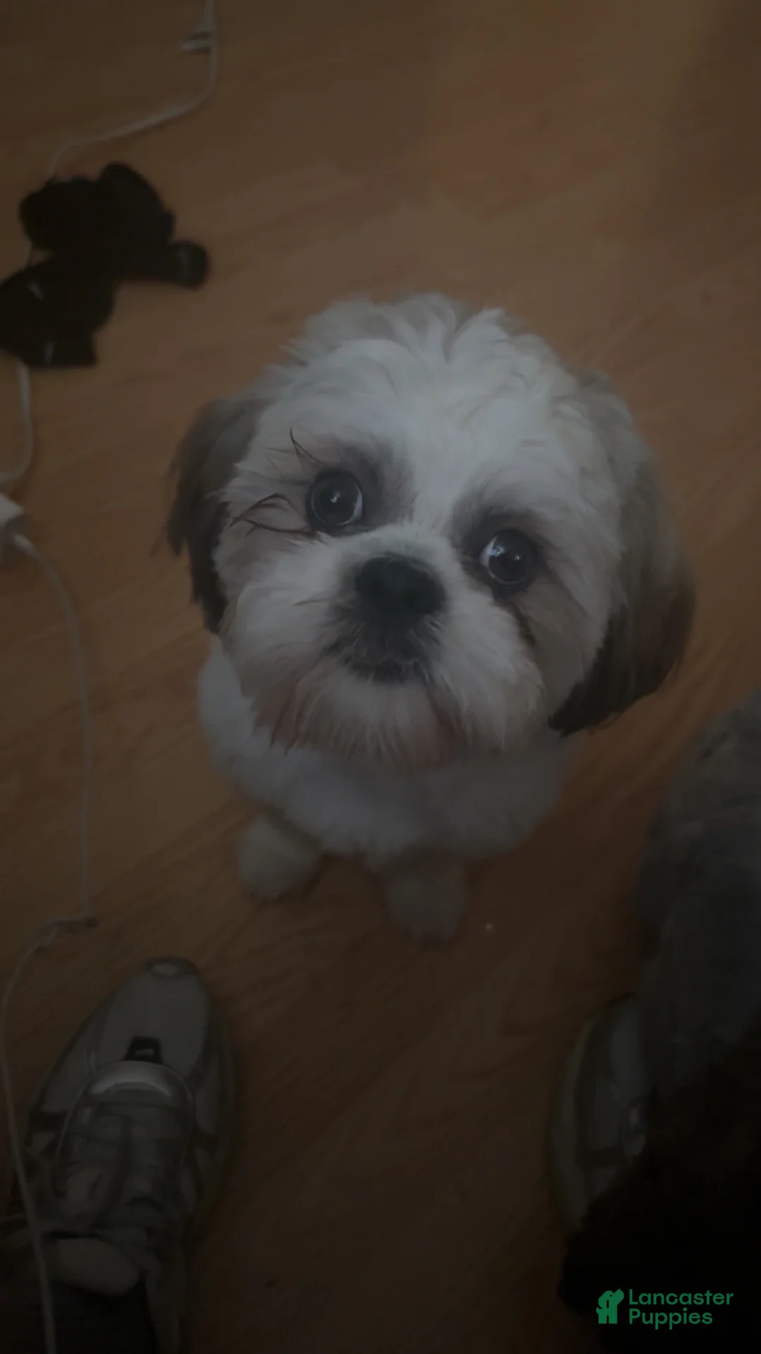 Shih Tzu dogs for stud: Drake - Ad 2