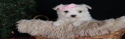 Maltese dogs for sale: ANGIE - Ad 1
