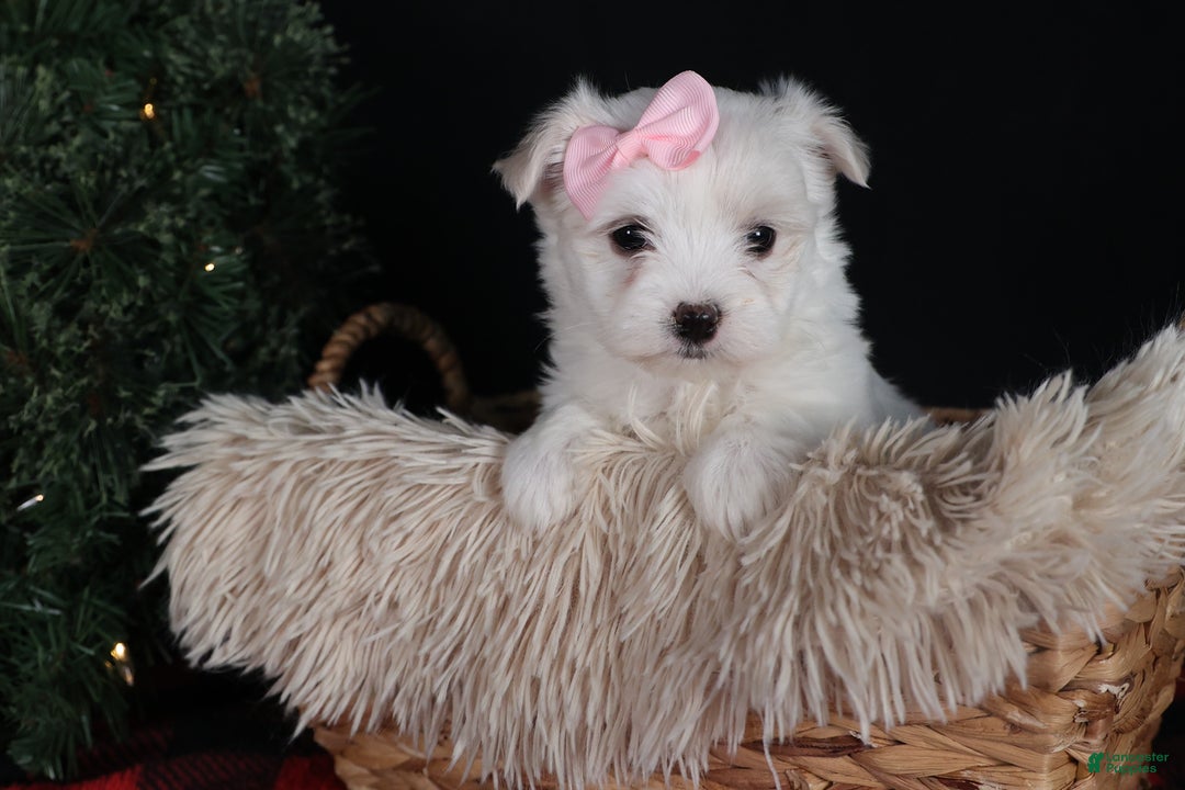 Maltese dogs for sale: ANGIE - Ad 1