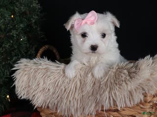 Maltese dogs ANGIE - Ad 13