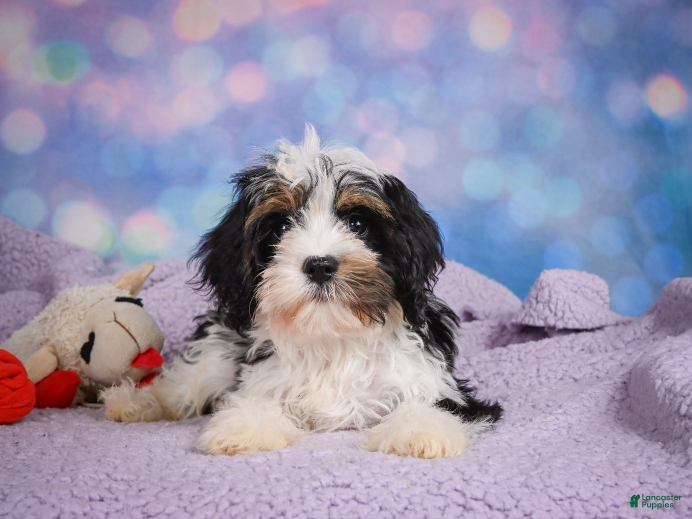 Cavapoo dogs Duke - Ad 1