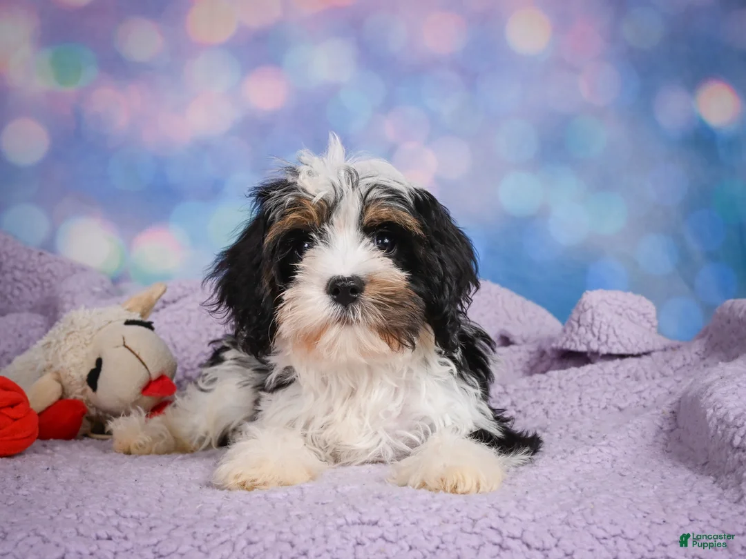 Cavapoo dogs for sale: Duke - Ad 1