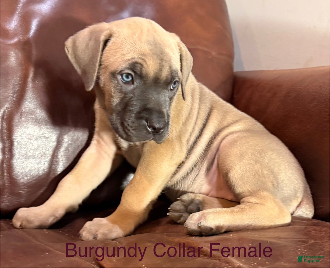 Cane Corso dogs for sale: Aqua Collar  F Cane Corso Puppy  - Ad 9