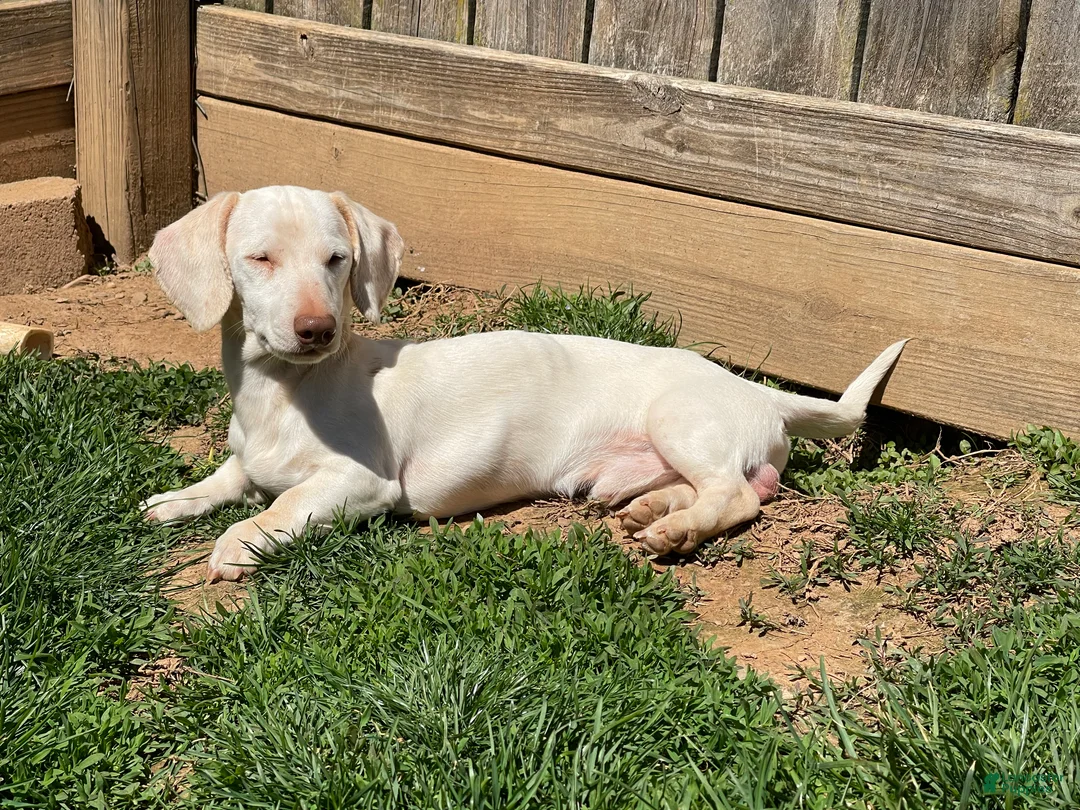 Dachshund dogs for sale: Ralph - Ad 1