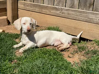 Dachshund dogs Ralph - Ad 36