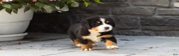 Bernese Mountain Dog dogs for sale: Maddie - Ad 6
