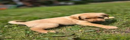 Labrador Retriever dogs for sale: Mario - Ad 6