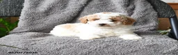 Mini Goldendoodle dogs for sale: Callan - Ad 4