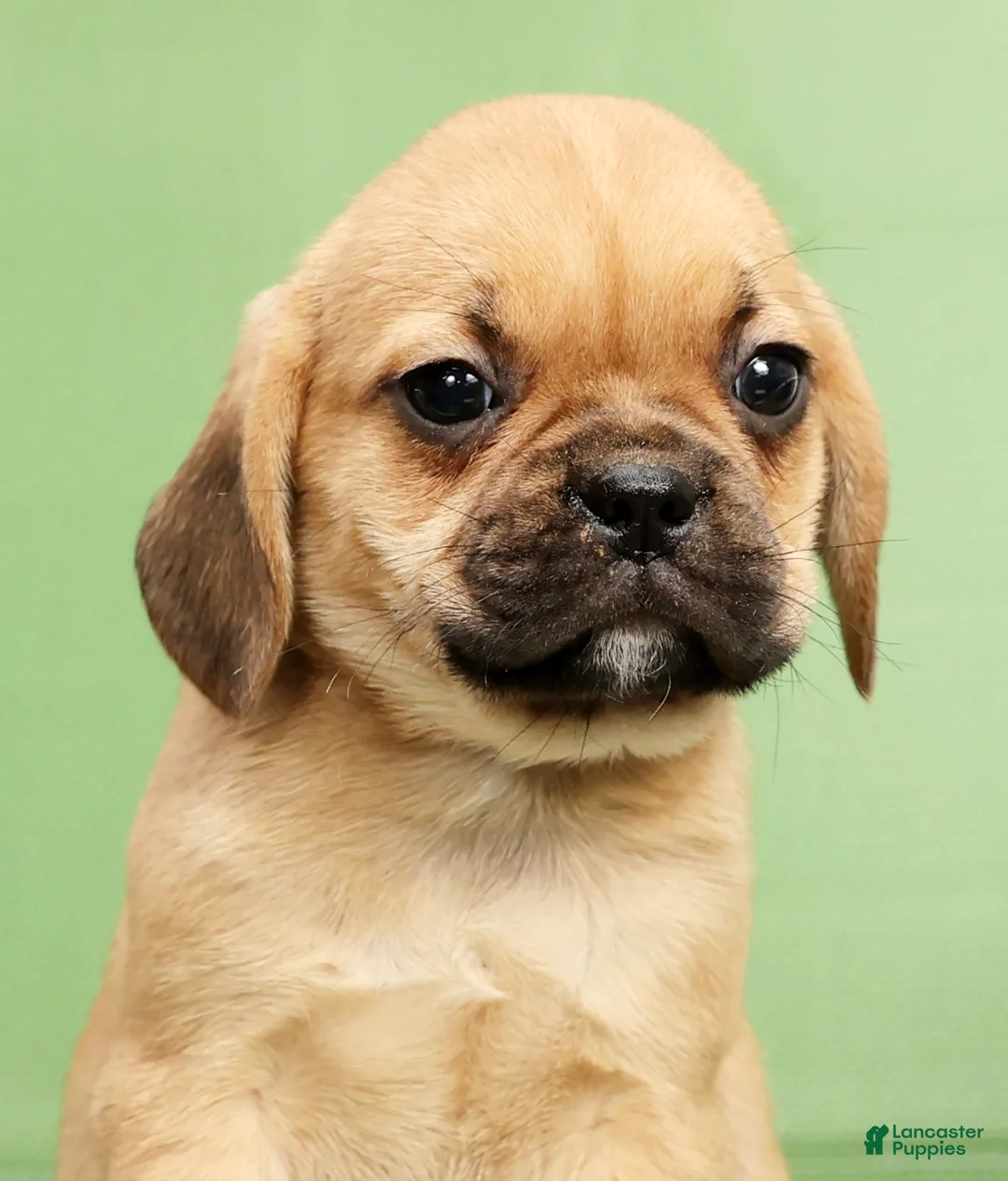 Puggle dogs for sale: Penny - Ad 9