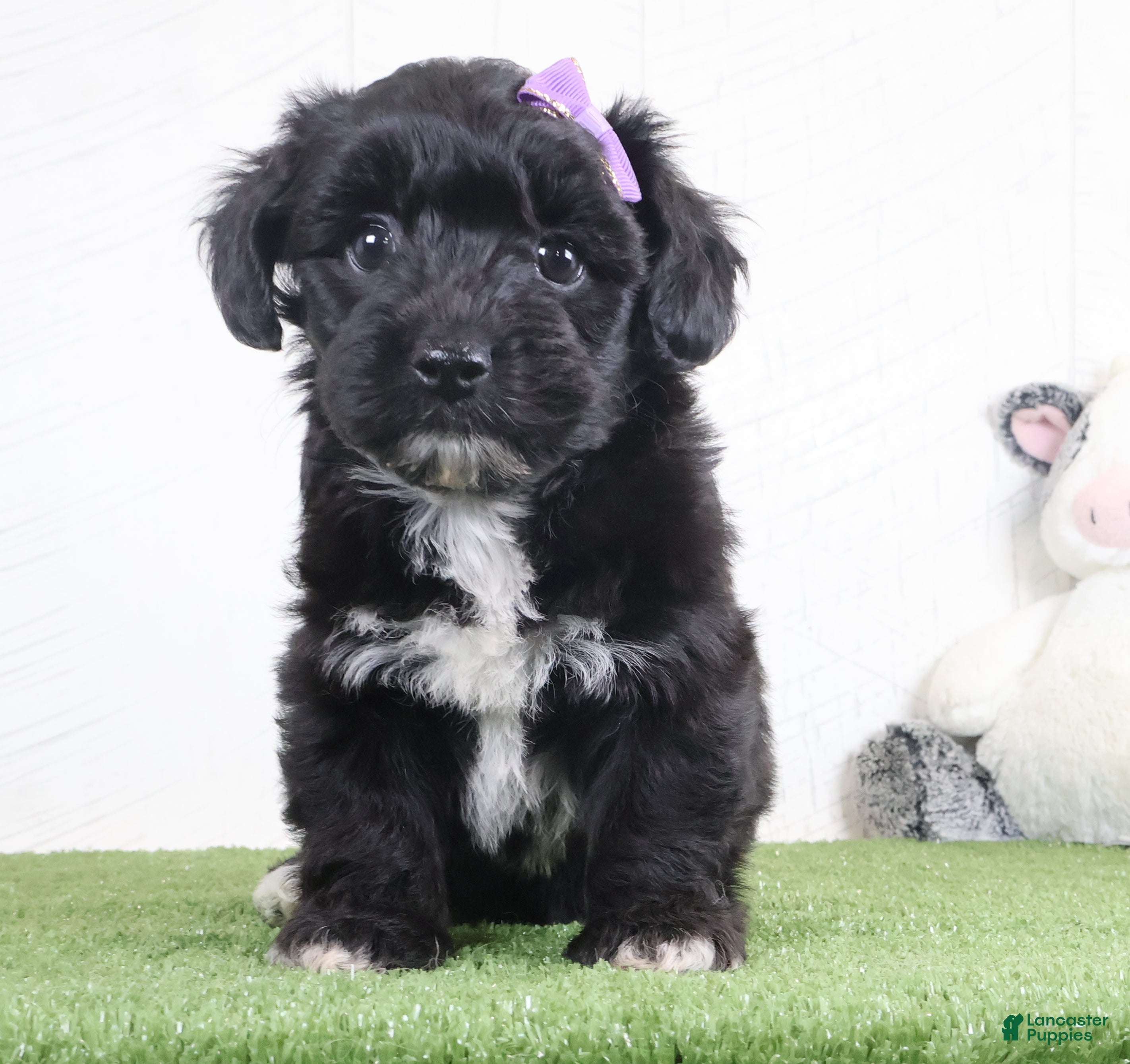 Yochon dogs for sale: Penny - Ad 2