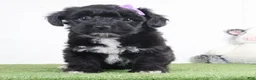 Yochon dogs for sale: Penny - Ad 2