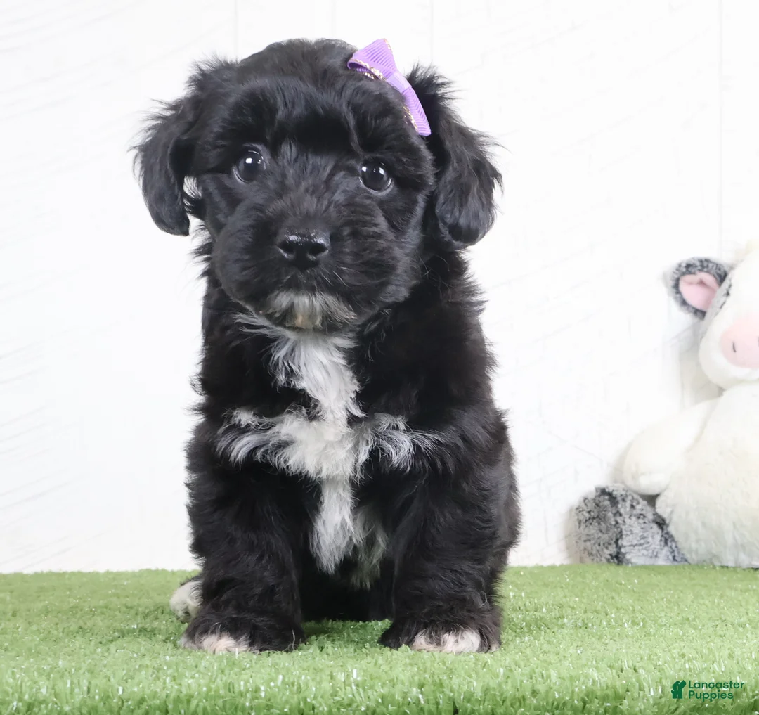 Yochon dogs for sale: Penny - Ad 2