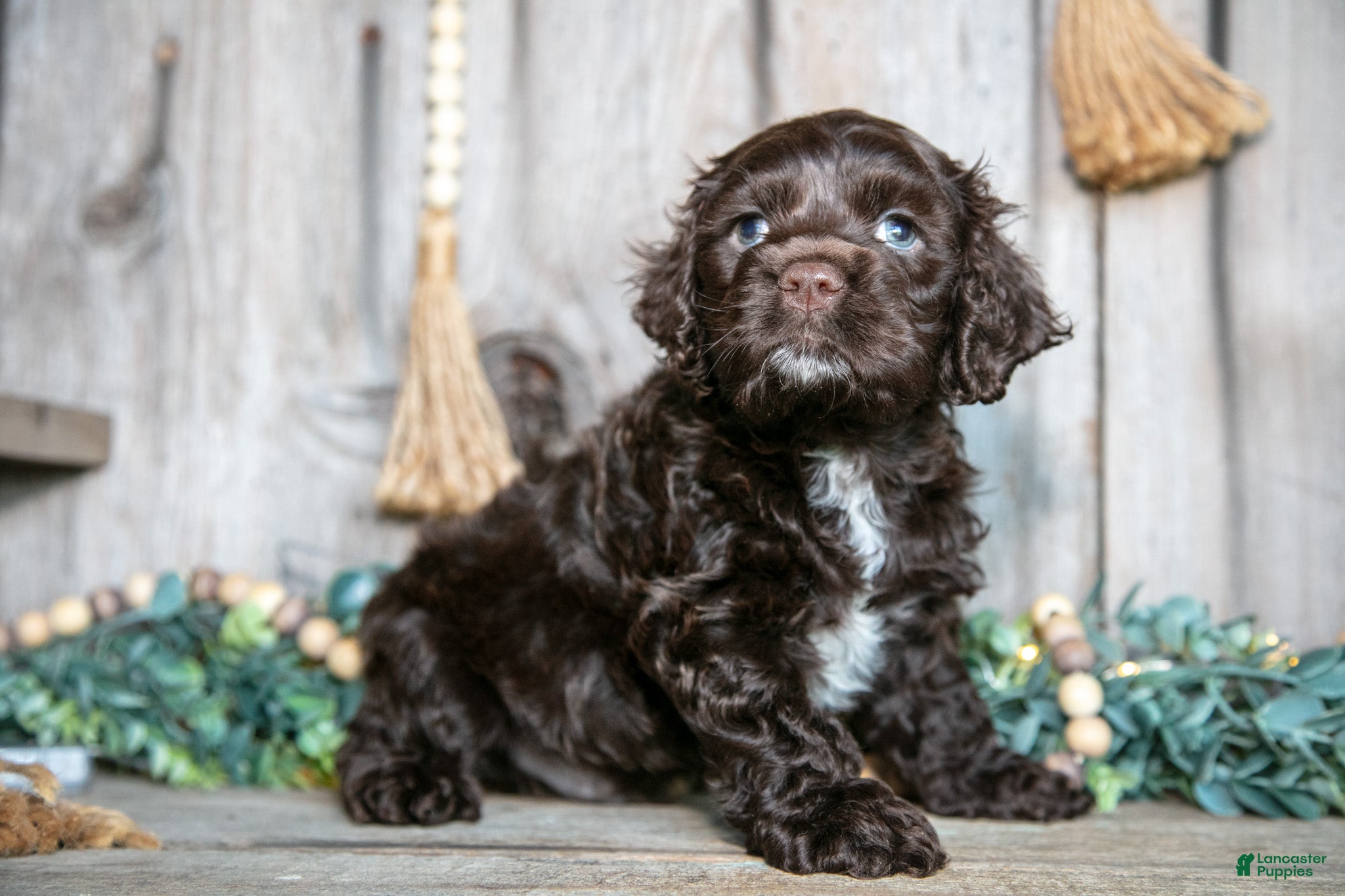 Cocker Spaniel dogs Chance - Ad 2