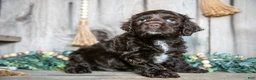 Cocker Spaniel dogs for sale: Chance - Ad 2
