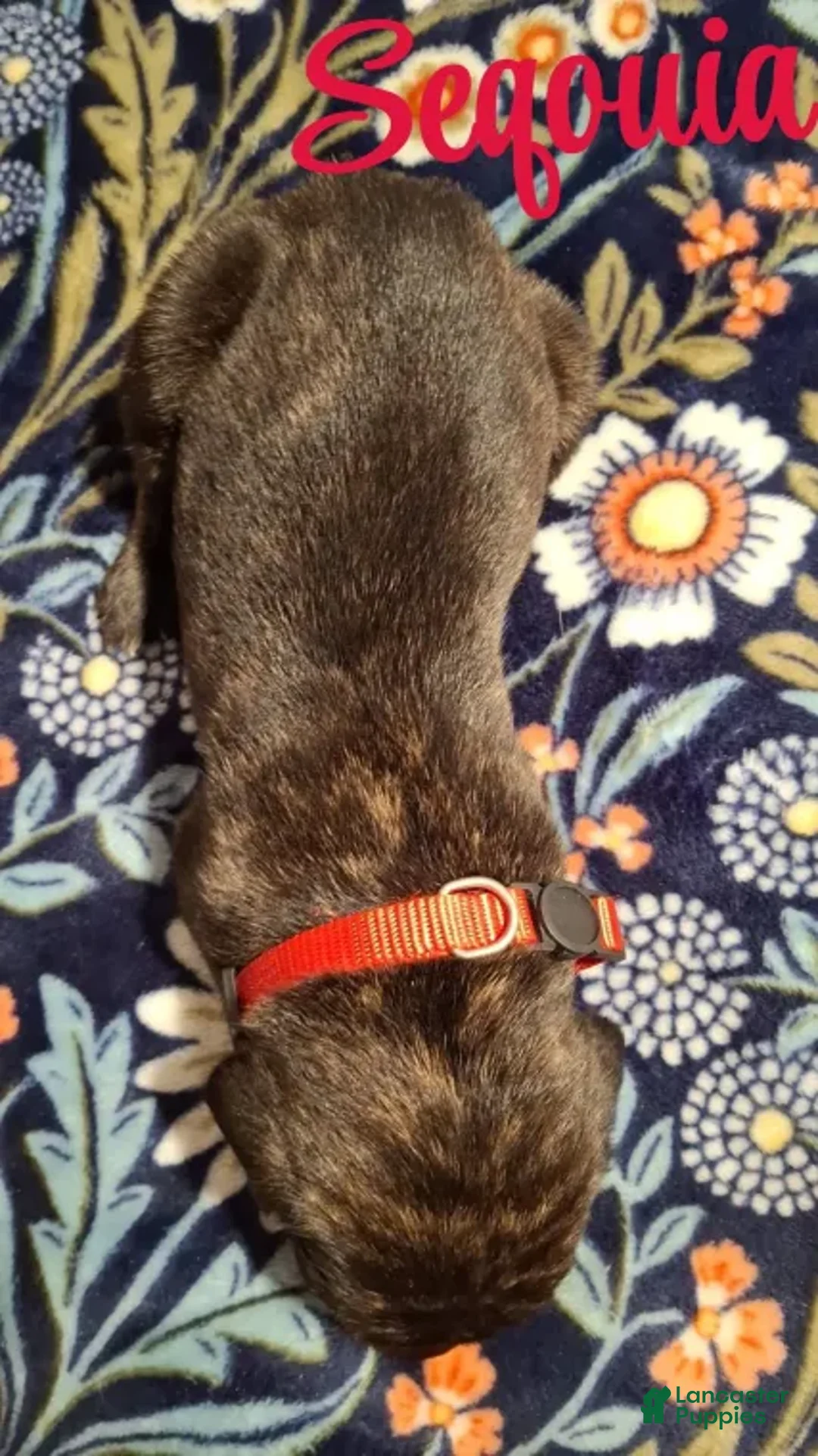 English Mastiff dogs for sale: Sequoia - Dark Brindle English Mastiff Puppy - Ad 2