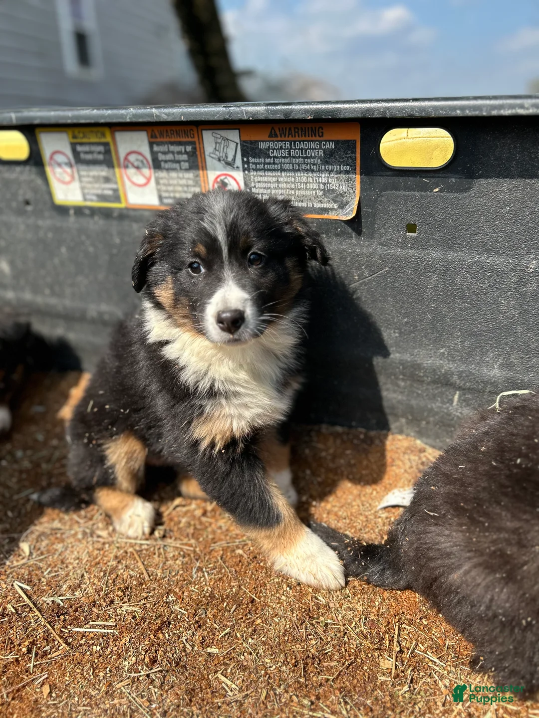 Australian Shepherd dogs for sale: Kat - Ad 2
