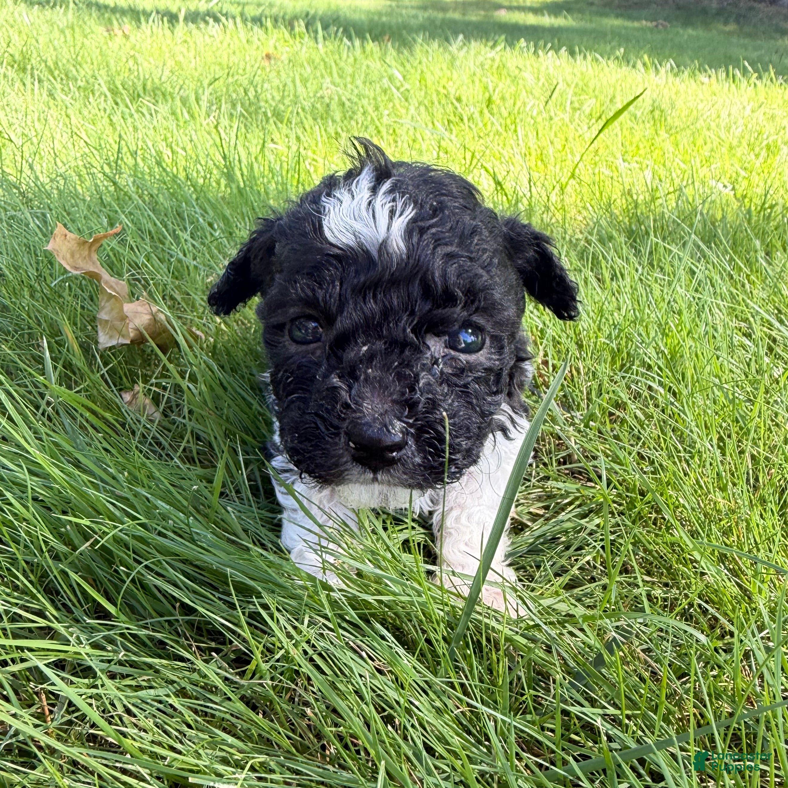Yorkiepoo dogs Megan - Ad 1