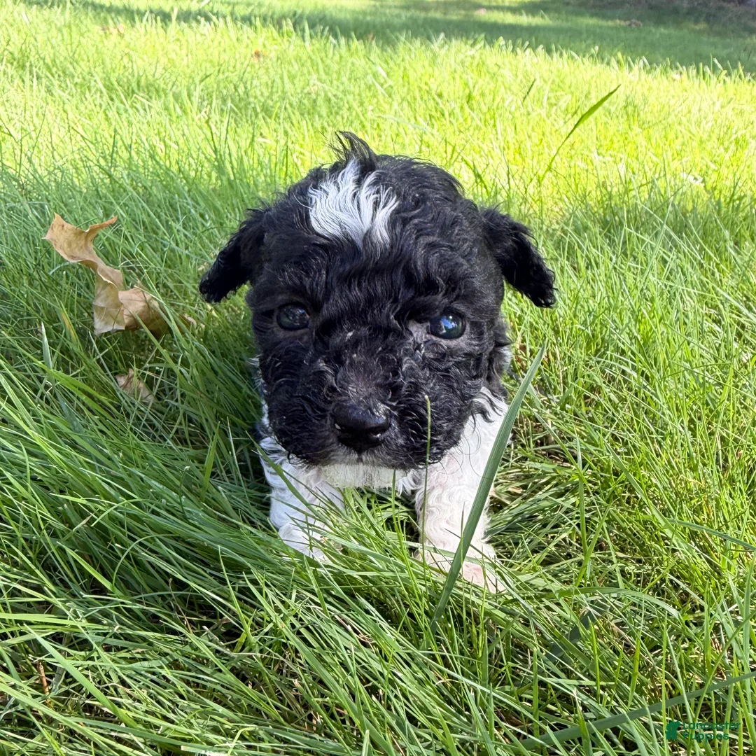 Yorkiepoo dogs for sale: Megan - Ad 1
