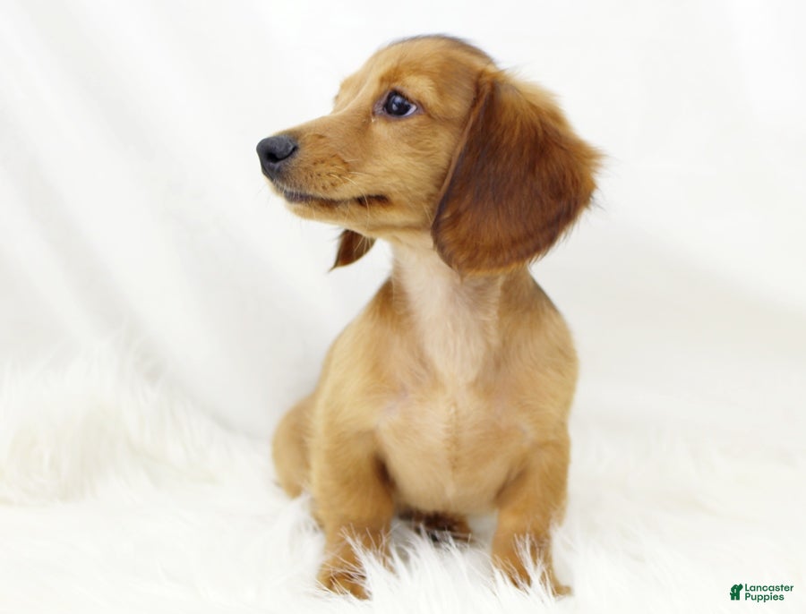 Dachshund dogs Candy Lou R 7562 - Ad 2