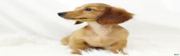 Dachshund dogs for sale: Candy Lou R 7562 - Ad 2
