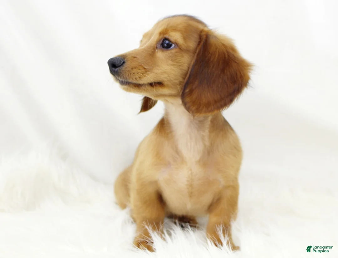 Dachshund dogs for sale: Candy Lou R 7562 - Ad 2