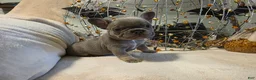 French Bulldog dogs for sale: Hazel  - Ad 8